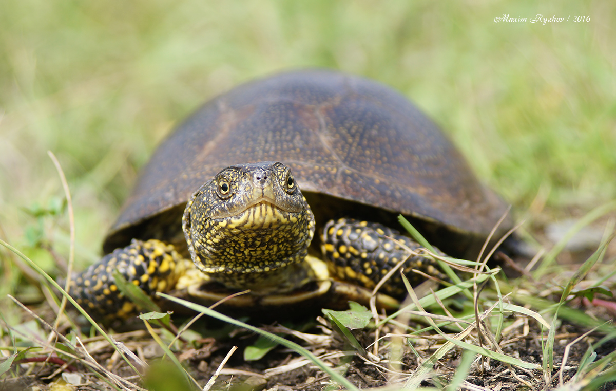 Болотная черепаха (Emys orbicularis)