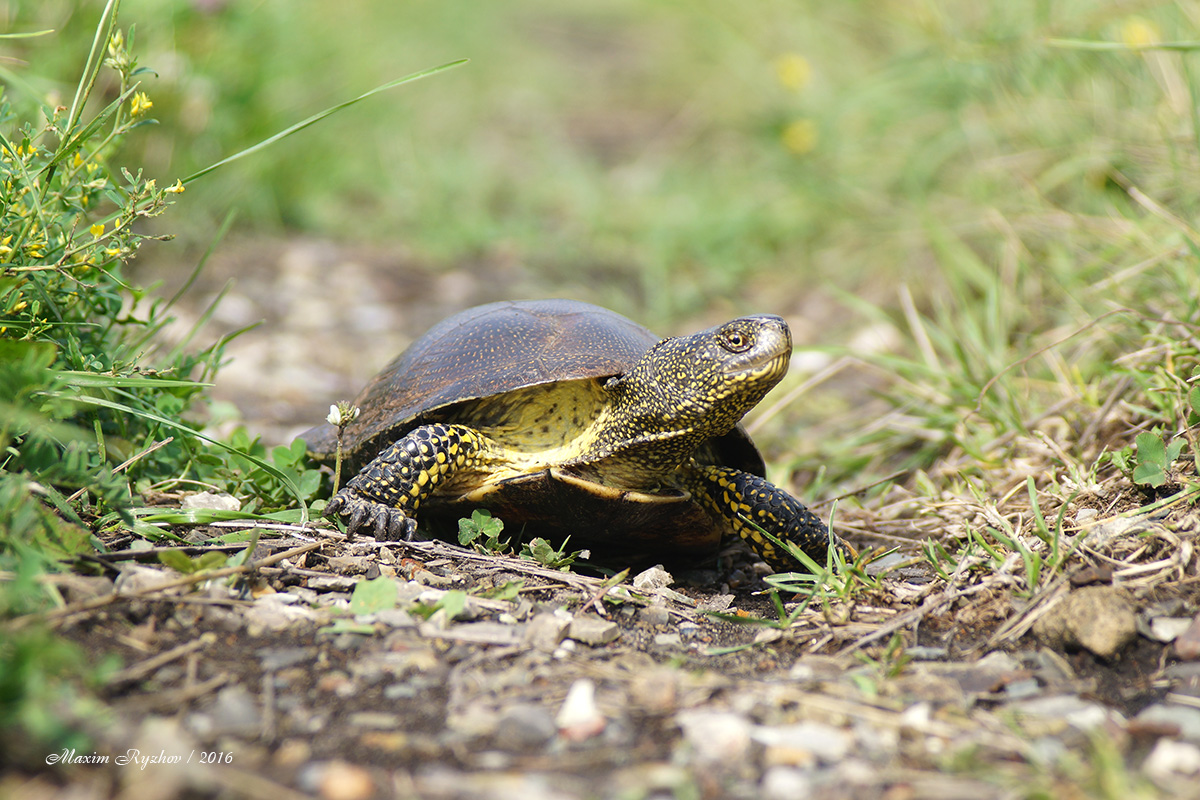 Болотная черепаха (Emys orbicularis)