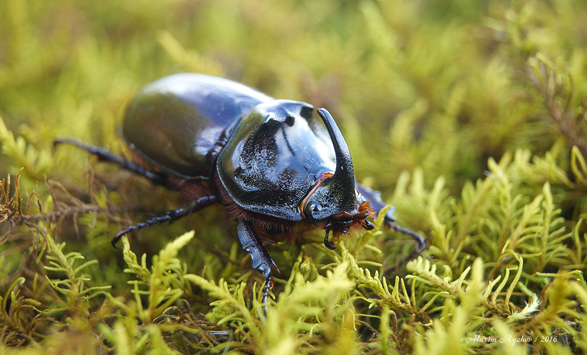 Жук-носорог (Oryctes nasicornis)