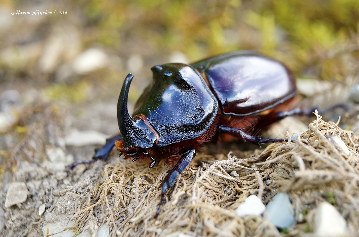 Жук-носорог (Oryctes nasicornis)