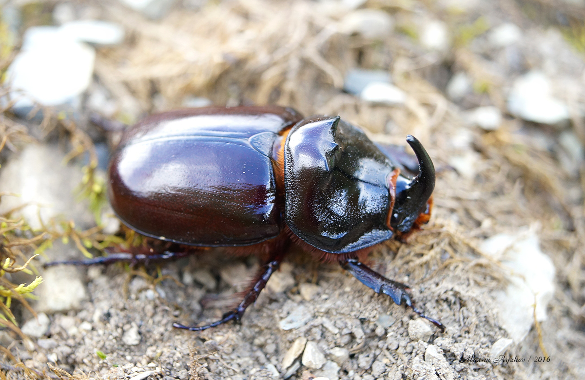 Жук-носорог (Oryctes nasicornis)