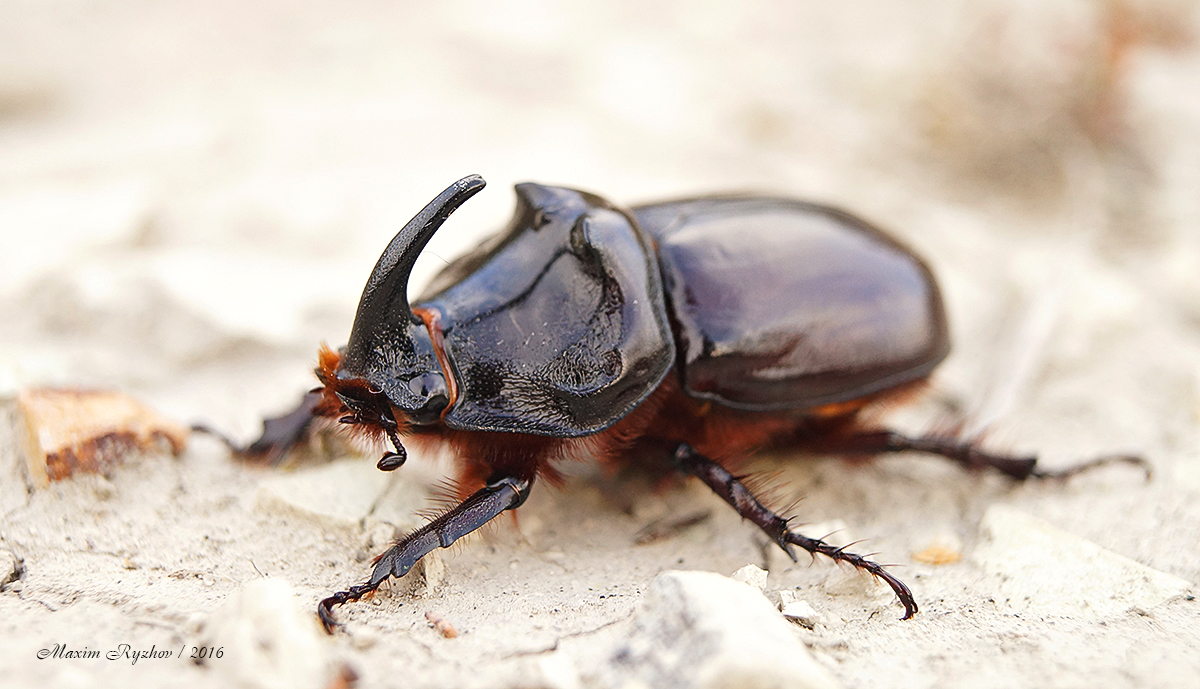 Жук-носорог (Oryctes nasicornis)