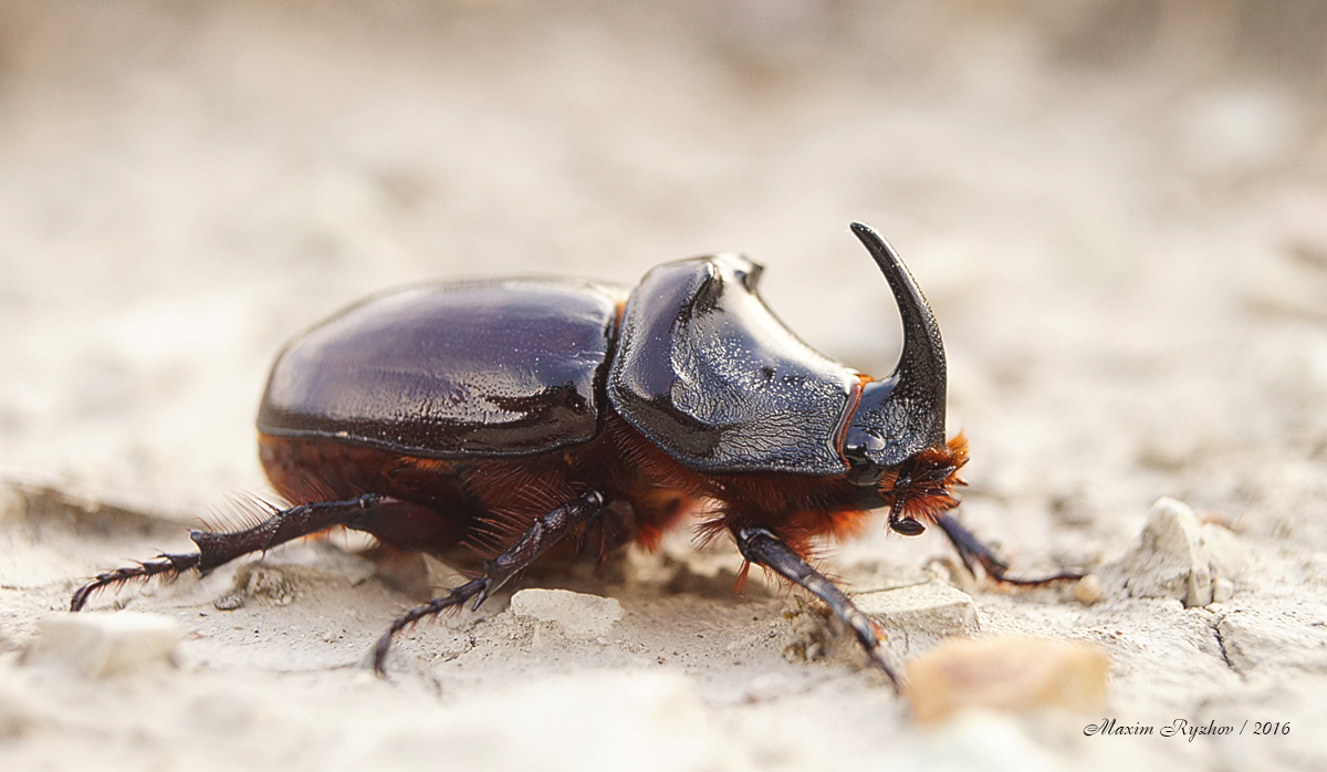 Жук-носорог (Oryctes nasicornis)