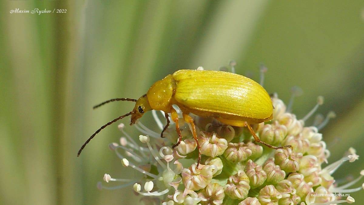 Пыльцеед жёлтый (Cteniopus sulphureus)