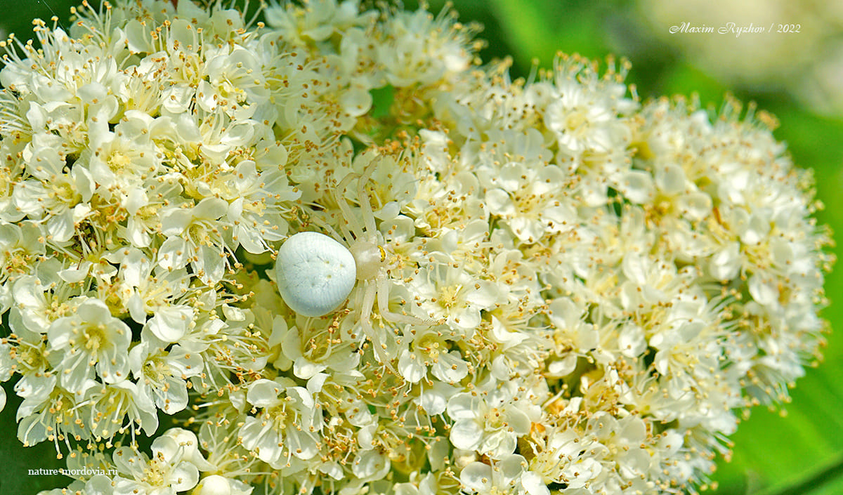 Цветочный паук (Misumena vatia)