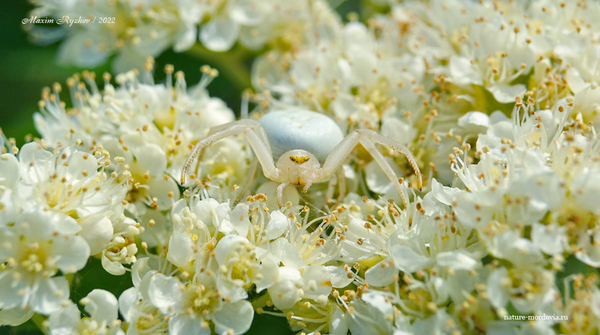 Цветочный паук (Misumena vatia)