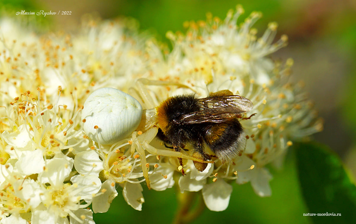 Цветочный паук (Misumena vatia)