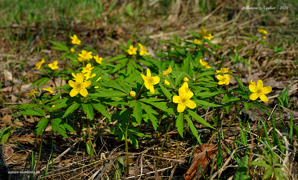 Ветреница лютиковая (Anemonoides ranunculoides)