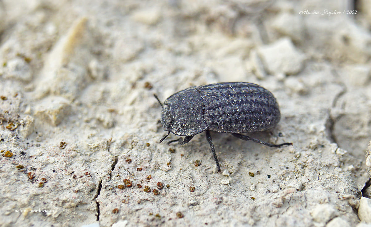 Медляк песчаный (Opatrum sabulosum)