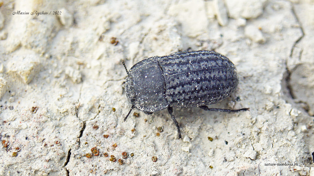 Медляк песчаный (Opatrum sabulosum)