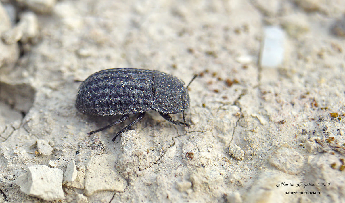 Медляк песчаный (Opatrum sabulosum)