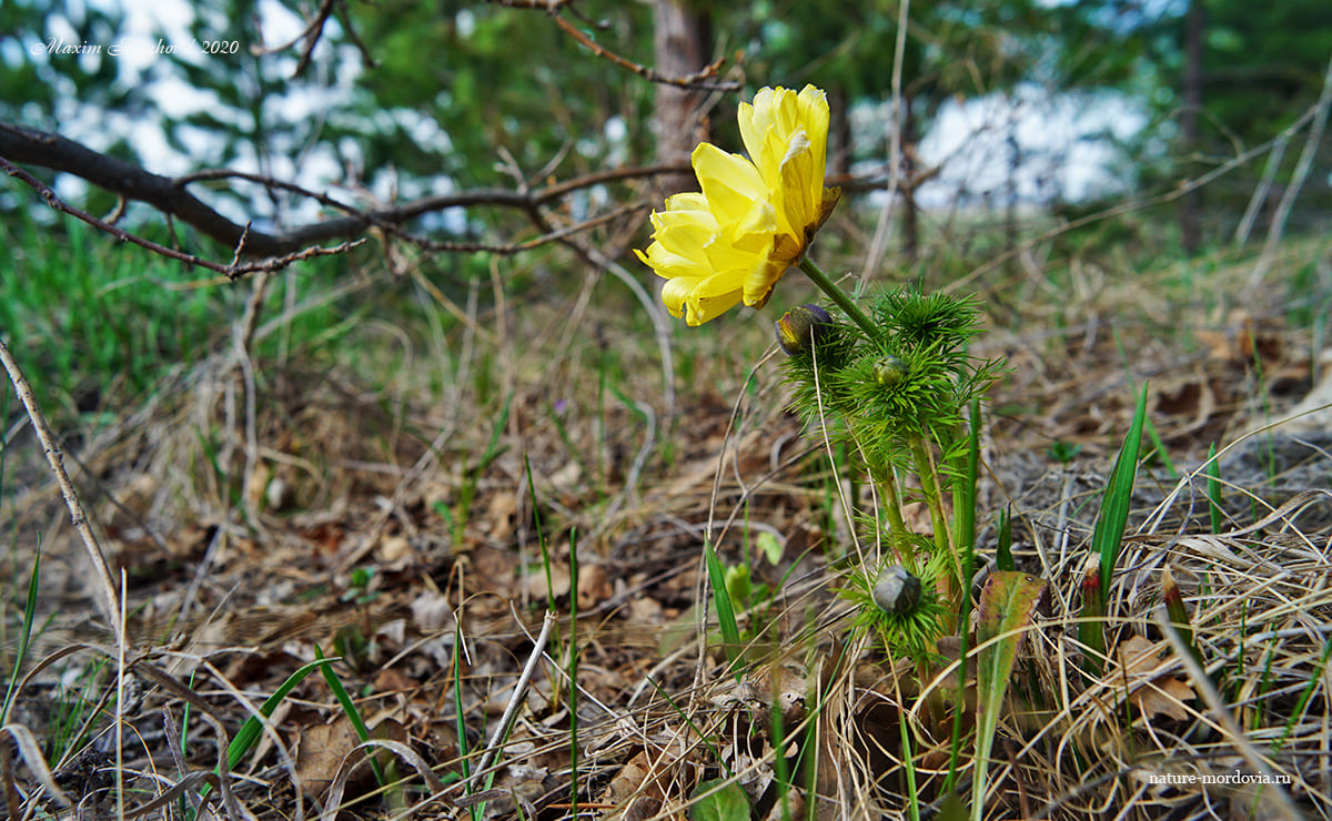 Адонис весенний (Adonis vernalis)
