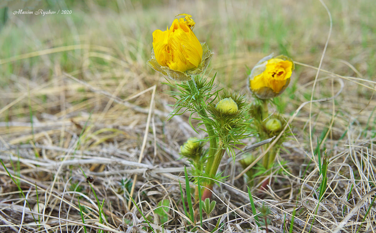 Адонис весенний (Adonis vernalis)