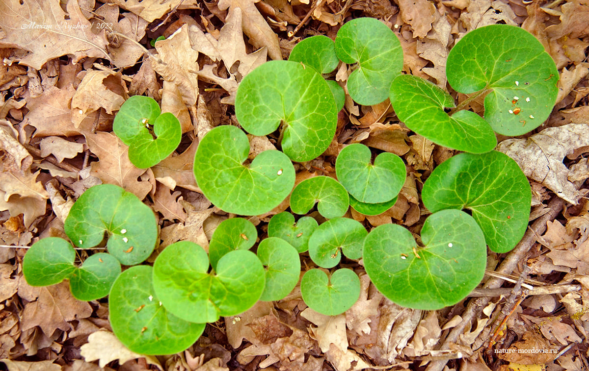 Копытень европейский (Asarum europaeum)