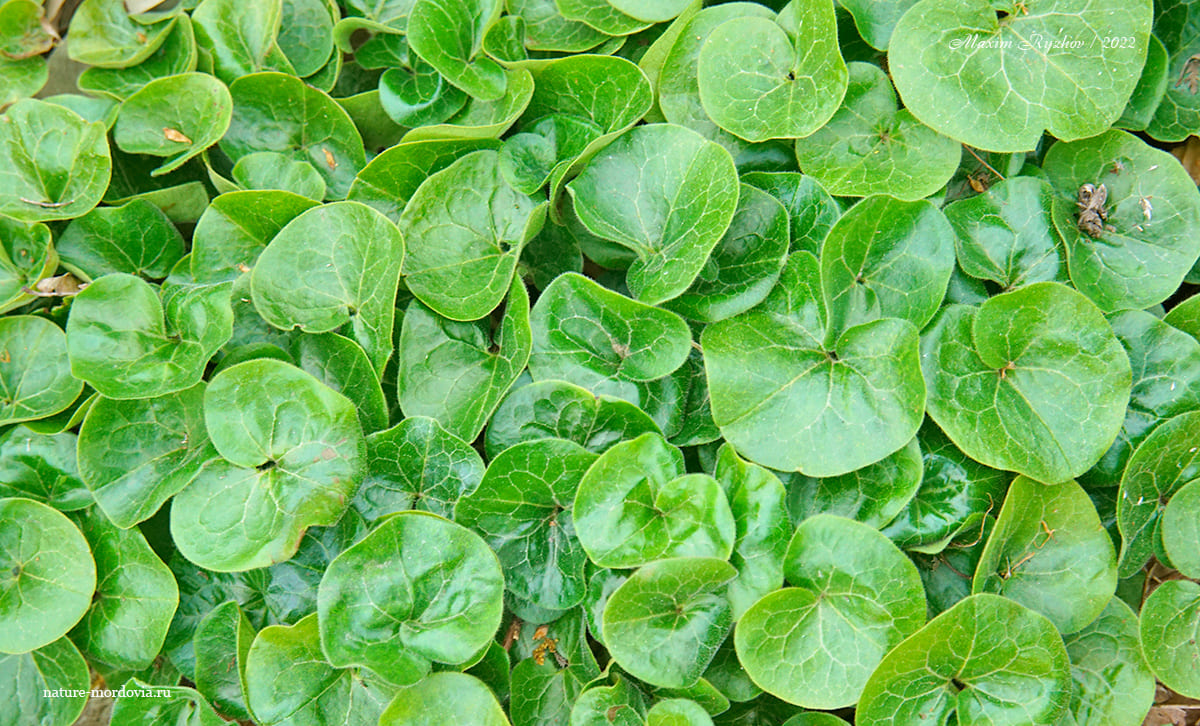Копытень европейский (Asarum europaeum)