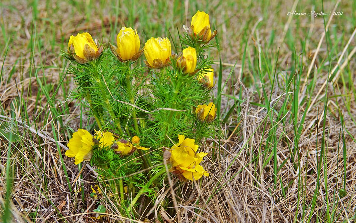 Адонис весенний (Adonis vernalis)