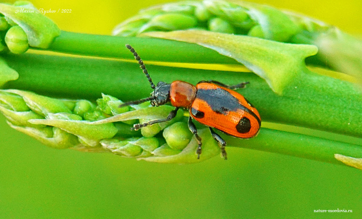 Трещалка пятиточечная (Crioceris quinquepunctata)