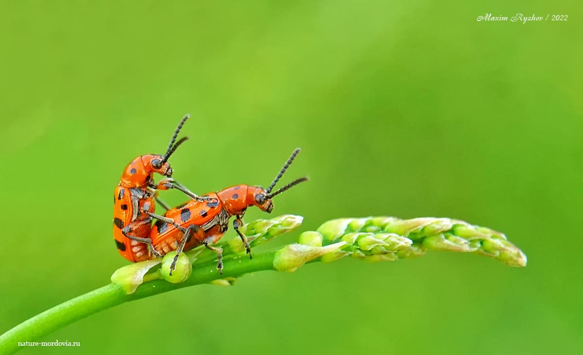 Трещалка четырнадцатиточечная (Crioceris quatuordecimpunctata)