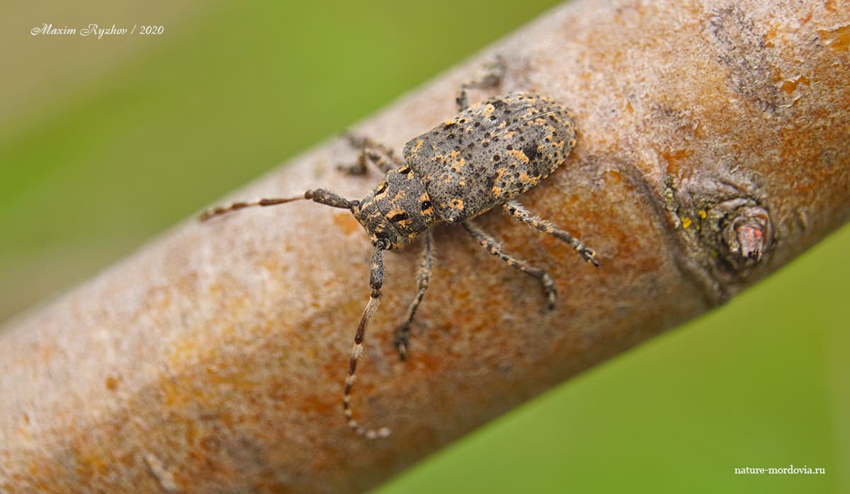 Желтопятнистый усач (Mesosa myops)