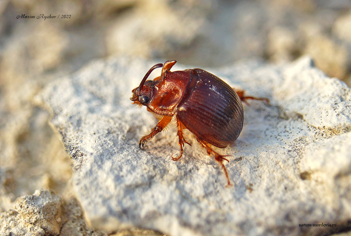 Навозник вооружённый (Odonteus armiger)