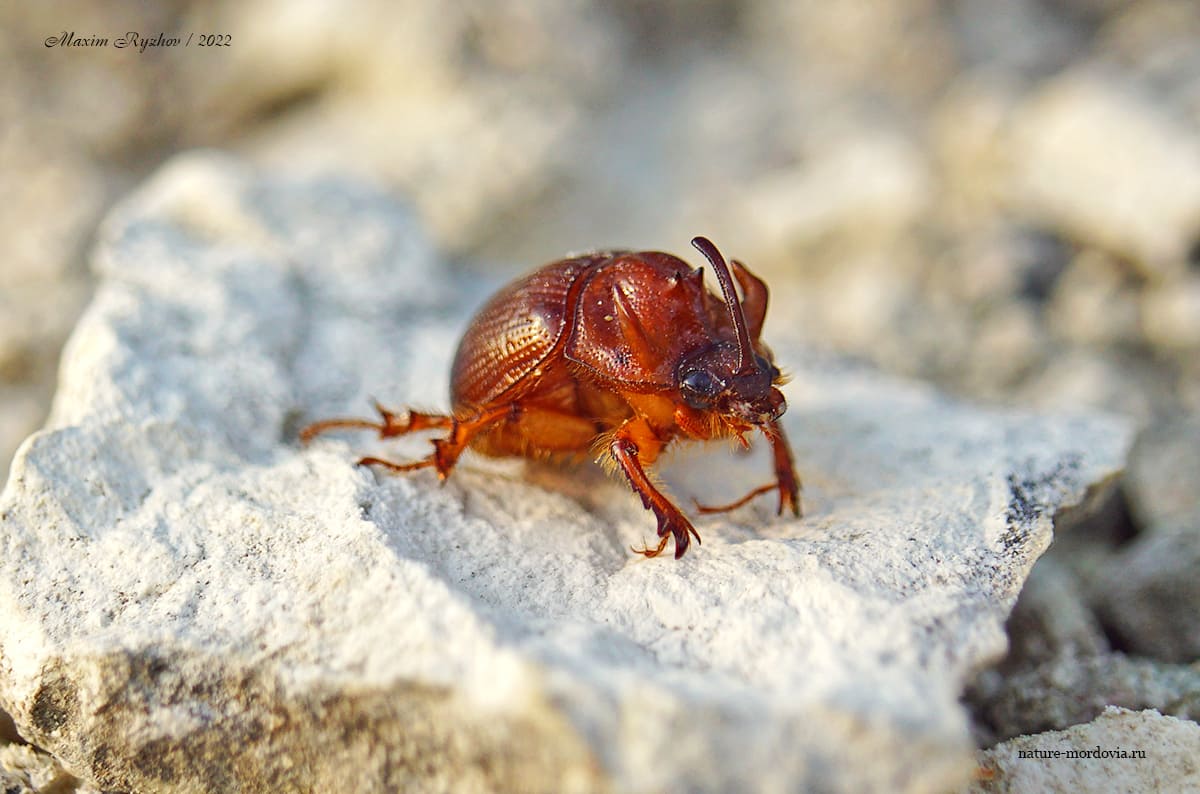 Навозник вооружённый (Odonteus armiger)