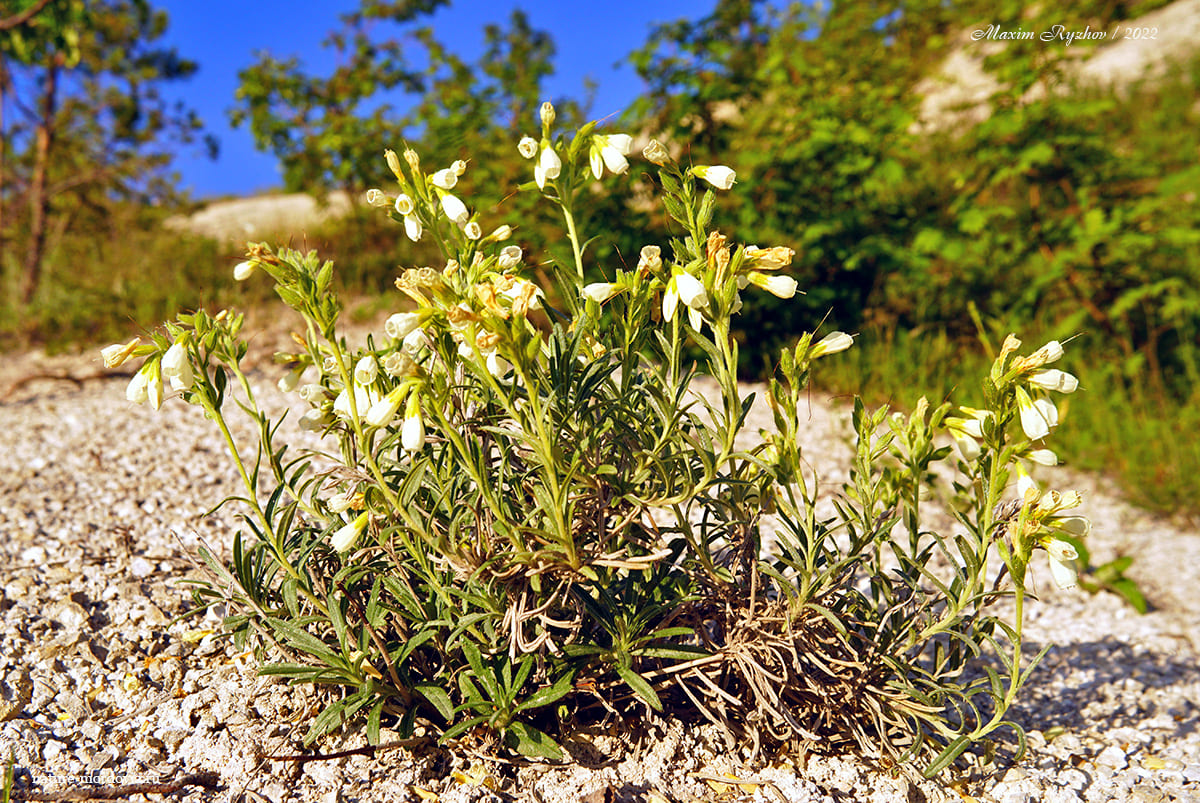 Оносма простейшая (Onosma simplicissima)
