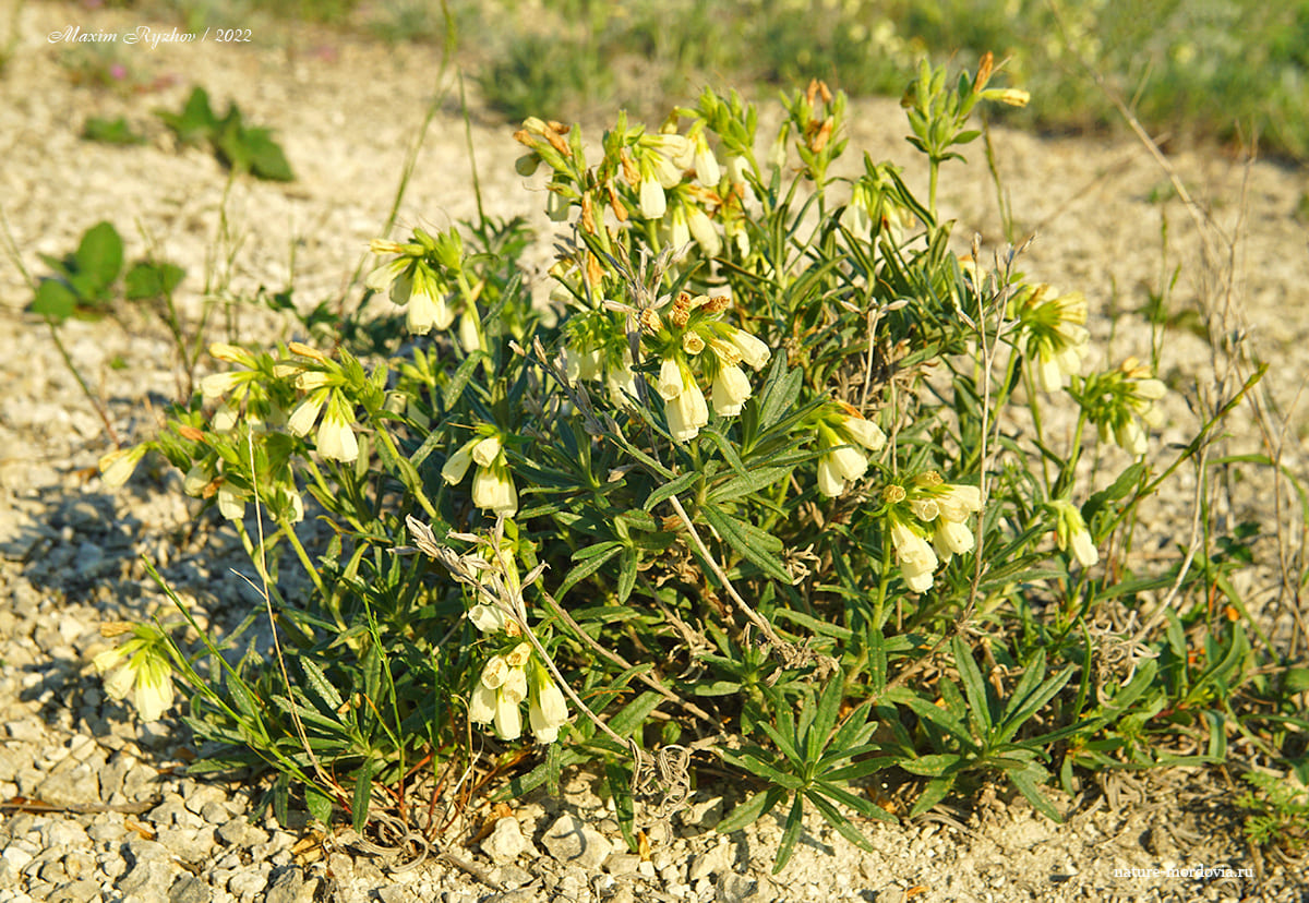 Оносма простейшая (Onosma simplicissima)