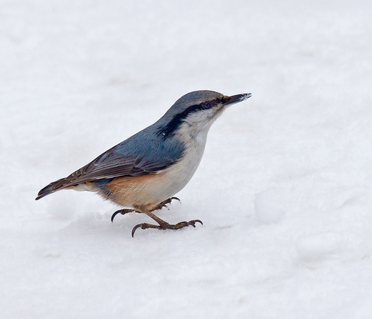 Обыкновенный поползень (Sitta europaea)