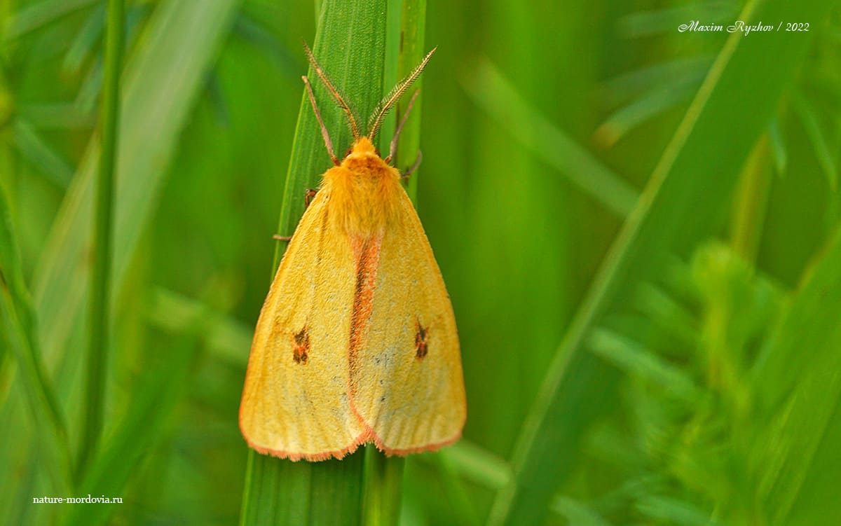 Медведица луговая (Diacrisia sannio)
