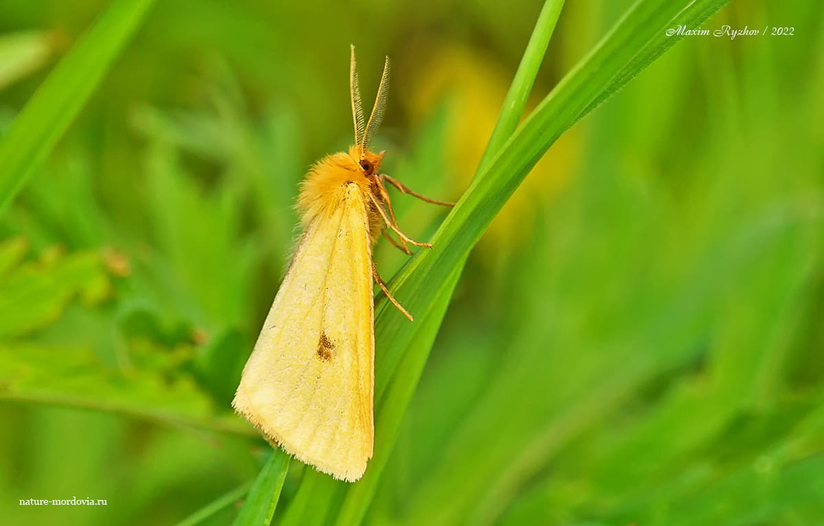 Медведица луговая (Diacrisia sannio)