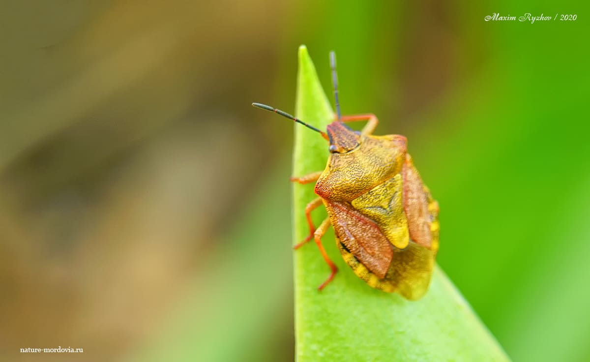 Щитник черноусый (Carpocoris purpureipennis)