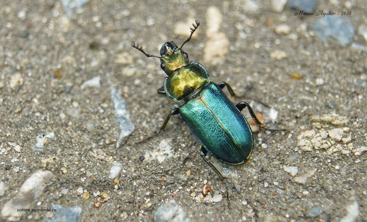 Рогач синий (Platycerus caraboides)