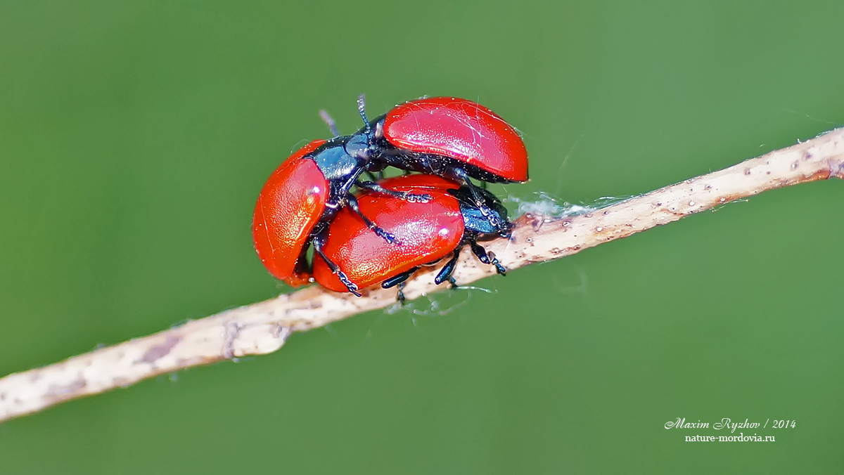 Тополевый листоед (Chrysomela populi)