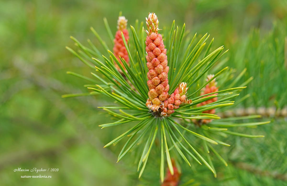 Сосна обыкновенная (Pinus sylvestris)
