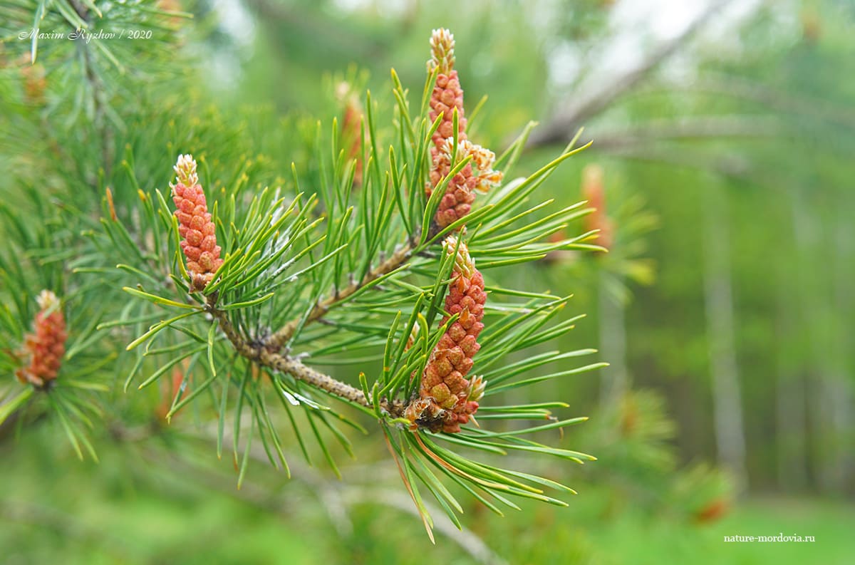 Сосна обыкновенная (Pinus sylvestris)