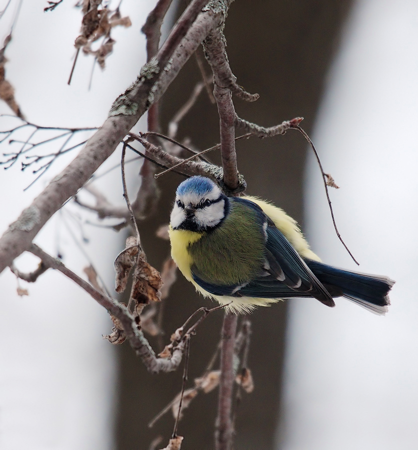 Обыкновенная лазоревка (Cyanistes caeruleus)
