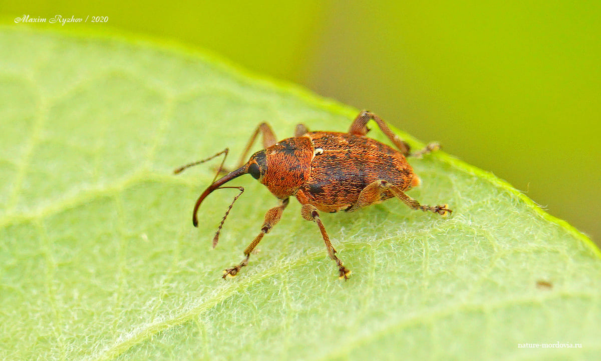 Плодожил ореховый (Curculio nucum)