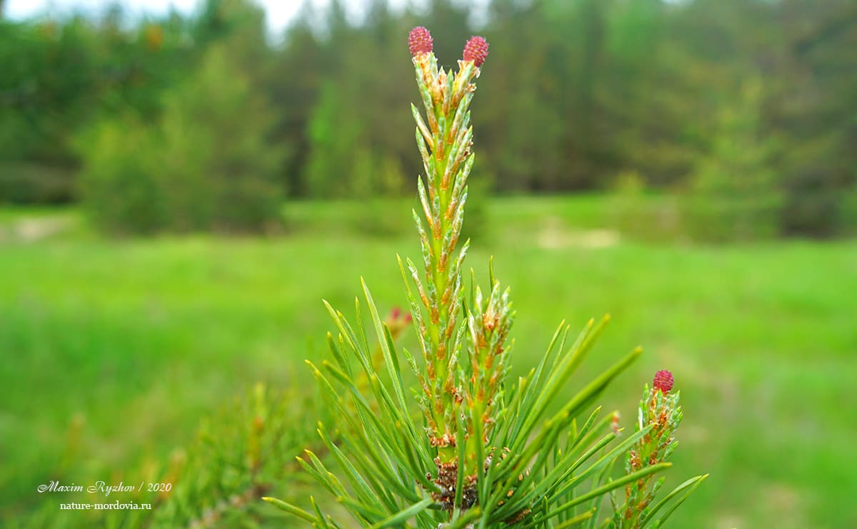 Сосна обыкновенная (Pinus sylvestris)