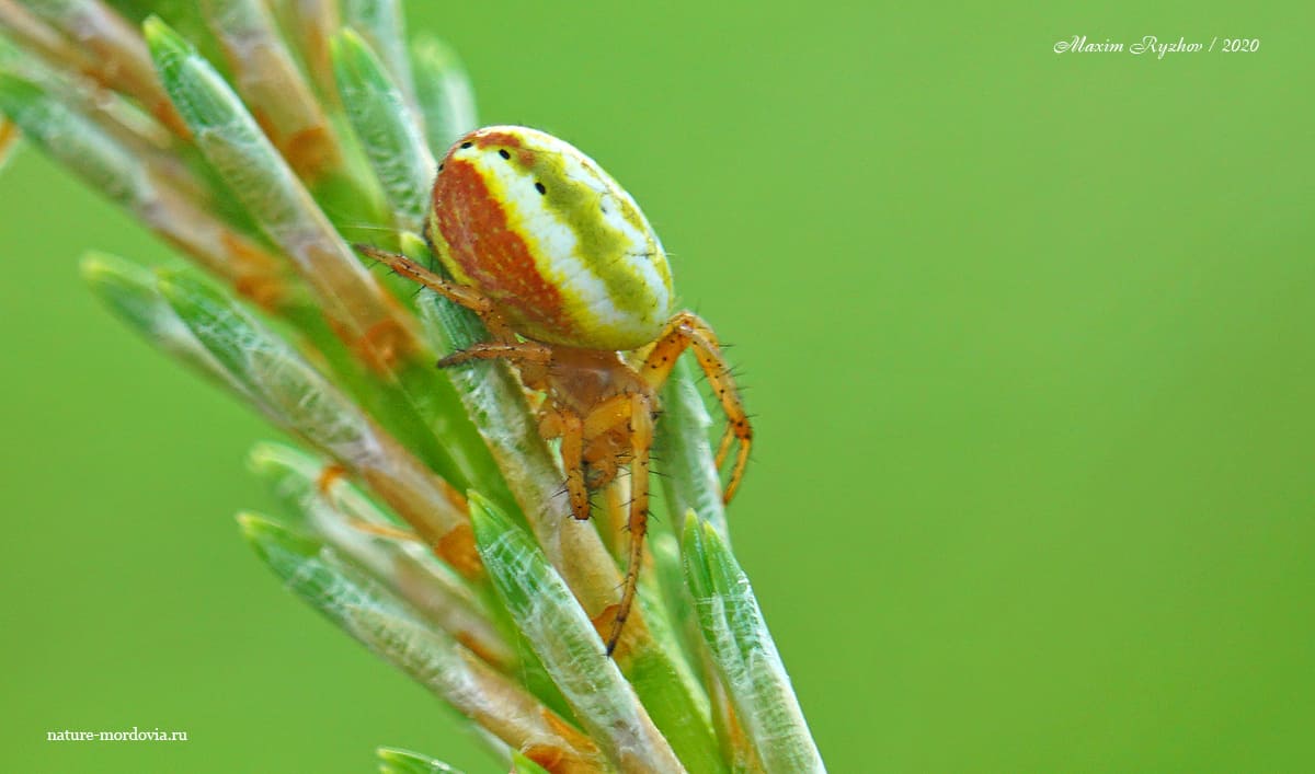 Крестовик недовольный (Araniella displicata)