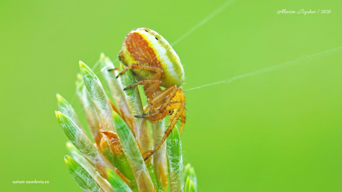 Крестовик недовольный (Araniella displicata)