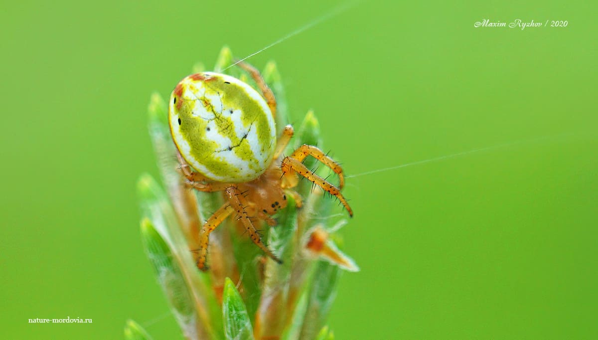 Крестовик недовольный (Araniella displicata)