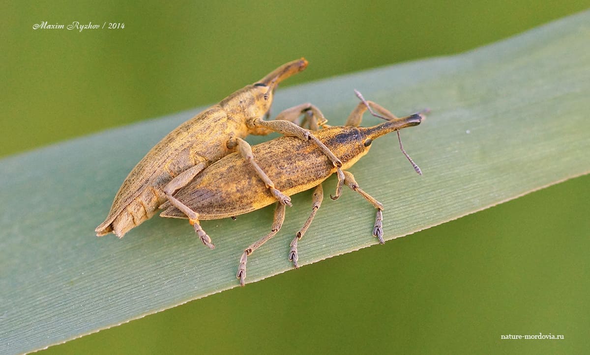 Фрачник обыкновенный (Lixus iridis)