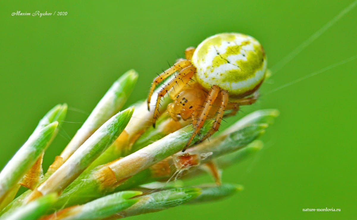 Крестовик недовольный (Araniella displicata)