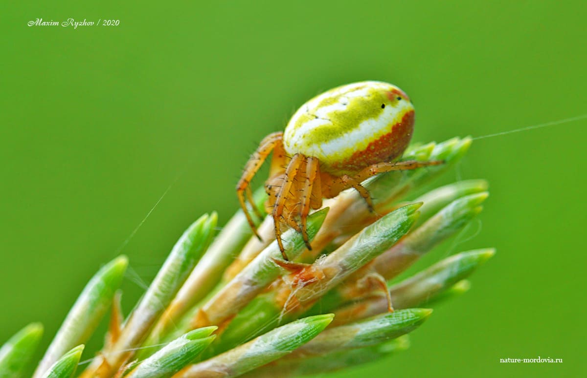 Крестовик недовольный (Araniella displicata)