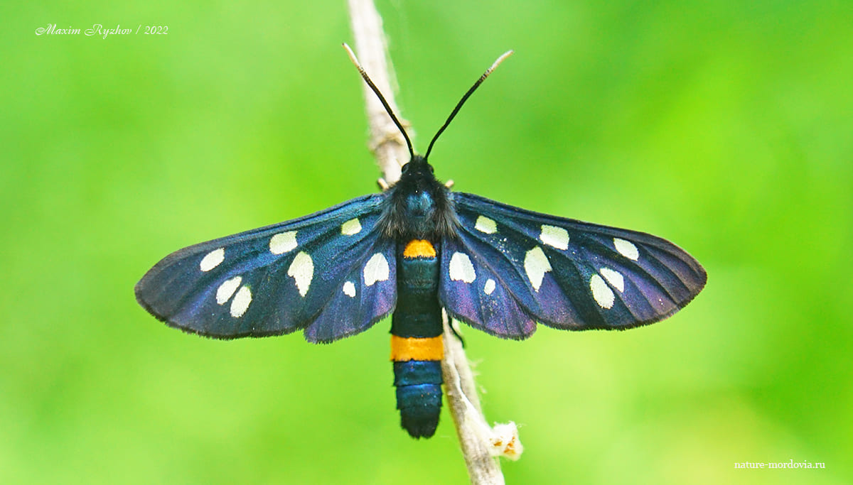 Лжепестрянка черноусая (Amata nigricornis)