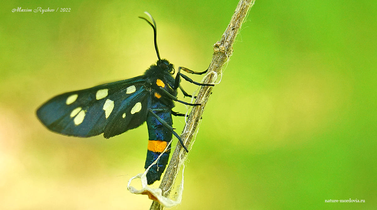 Лжепестрянка черноусая (Amata nigricornis)