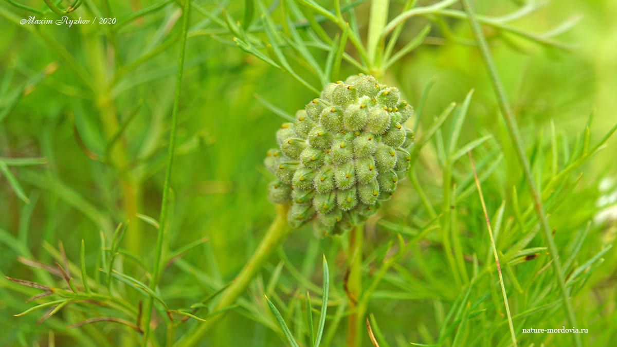 Плод адониса весеннего (Adonis vernalis)