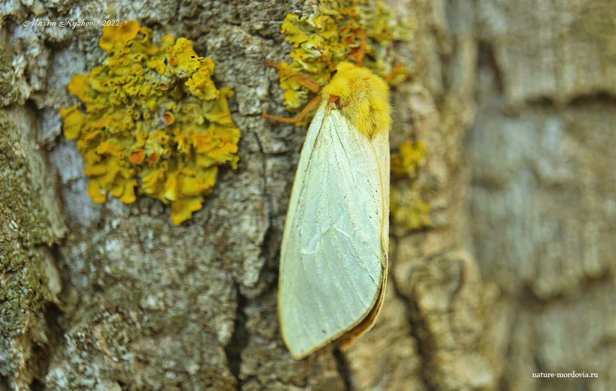Тонкопряд хмелевой (Hepialus humuli)