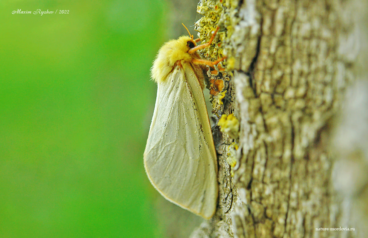Тонкопряд хмелевой (Hepialus humuli)