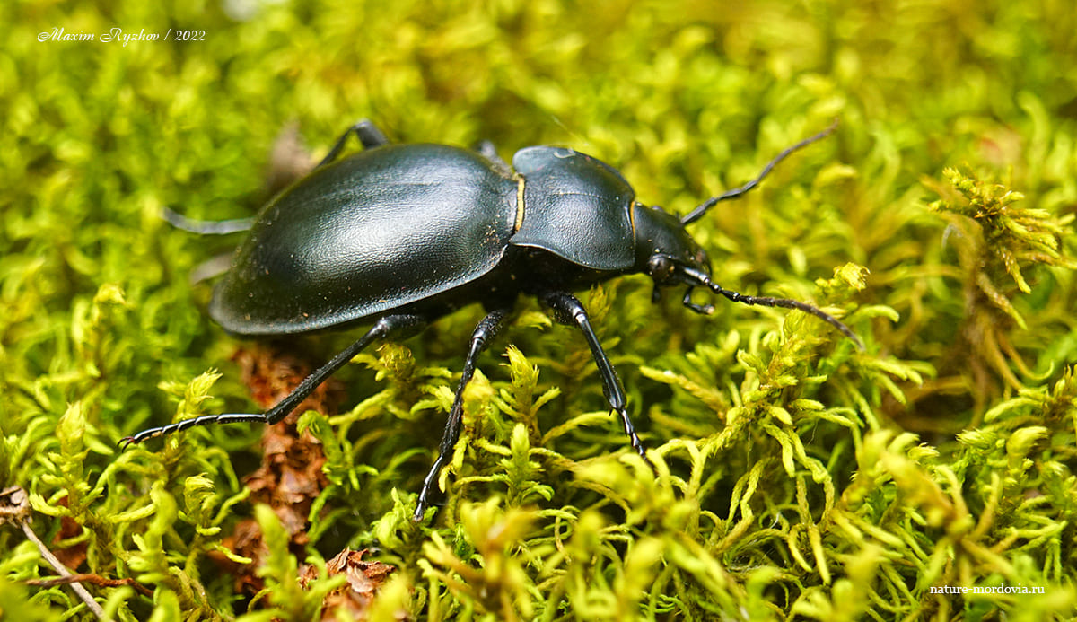 Жужелица выпуклая (Carabus glabratus)